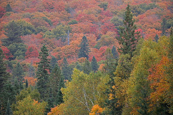 At km 8 of Highway 60 in Algonquin Park on September 25, 2025 (click to enlarge). 