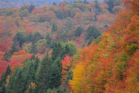 Near Smoke Lake in Algonquin Park on September 25, 2025