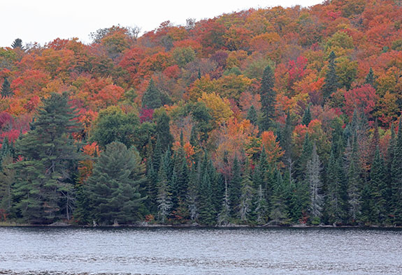 Tea Lake in Algonquin Park on September 25, 2025