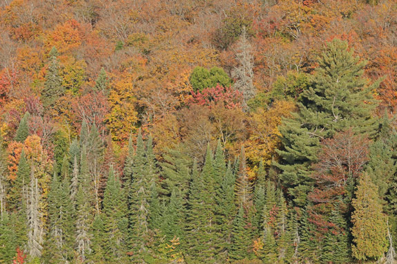 Fall colour in Algonquin Park on October 1, 2025
