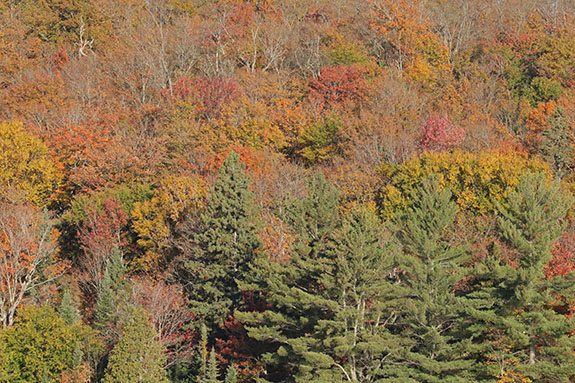 Fall colour in Algonquin Park on October 1, 2025