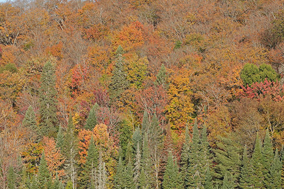Along Highway 60 in Algonquin Park on October 1, 2025