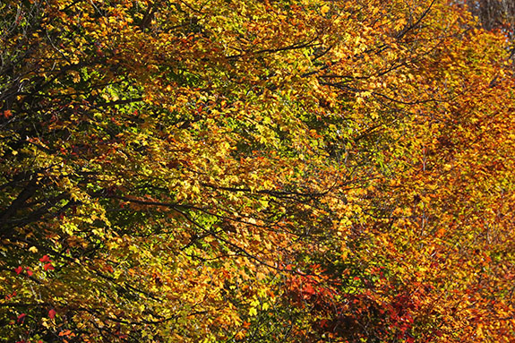 Fall colour in Algonquin Park on October 1, 2025