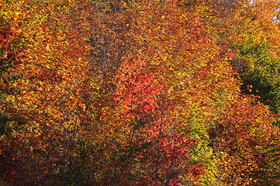 Along Highway 60 in Algonquin Park on October 1, 2025