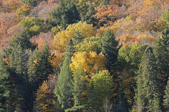 Along Highway 60 in Algonquin Park on October 1, 2025