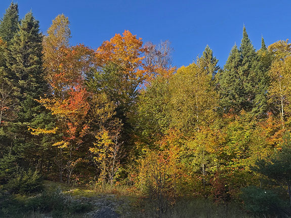 Along Highway 60 in Algonquin Park on October 1, 2025