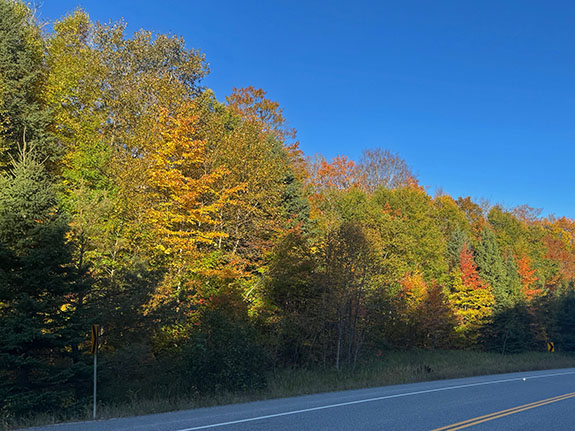 At km 50 of Highway 60 in Algonquin Park on October 1, 2025