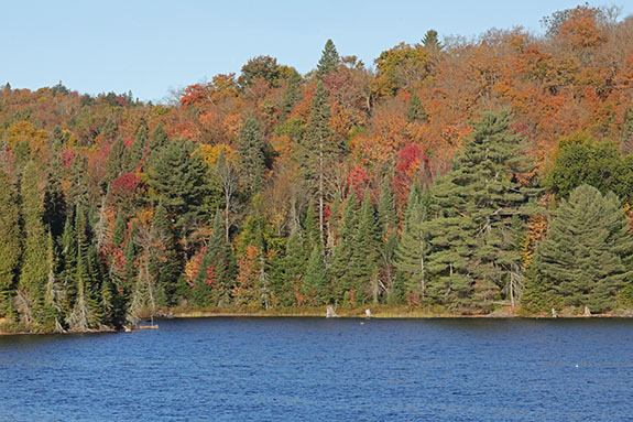 At km 10 of Highway 60 in Algonquin Park on October 1, 2025