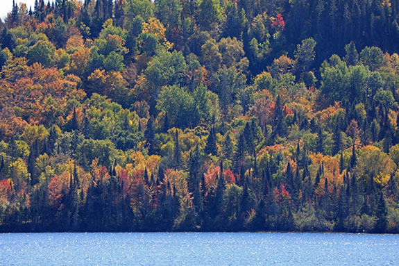 At km 32 of Highway 60 in Algonquin Park on October 1, 2025