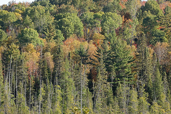 At km 41 of Highway 60 in Algonquin Park on October 1, 2025