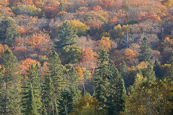 At km 8 of Highway 60 in Algonquin Park on October 1, 2025