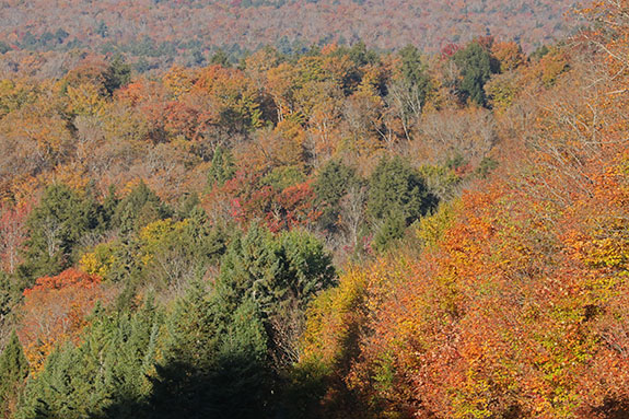 Near Smoke Lake in Algonquin Park on October 1, 2025