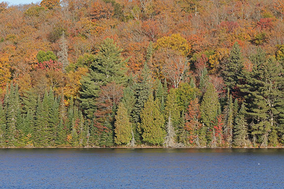 At Tea Lake in Algonquin Park on October 1, 2025