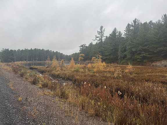 Image: Fall colour along Highway 60 in Algonquin Park on October 23, 2025. (Click image to enlarge.)