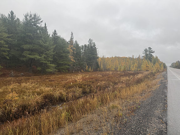 Image: Fall colour along Highway 60 in Algonquin Park on October 23, 2025. (Click image to enlarge.)
