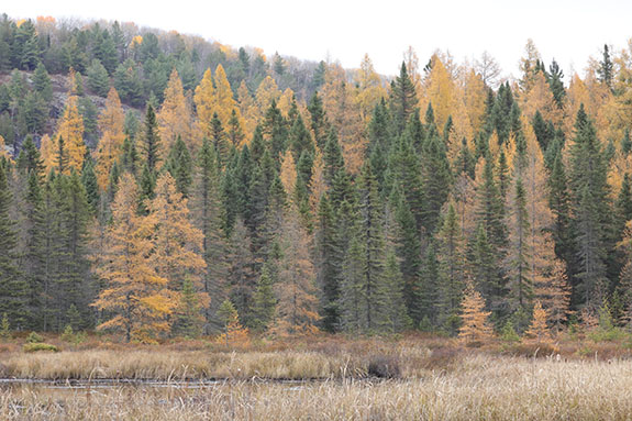 Image: Fall colour along Opeongo Road in Algonquin Park on October 24, 2025. (Click image to enlarge.)