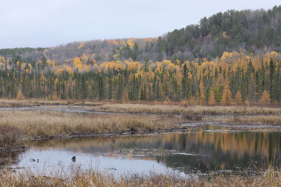 Image: Fall colour along Opeongo Road in Algonquin Park on October 24, 2025. (Click image to enlarge.)