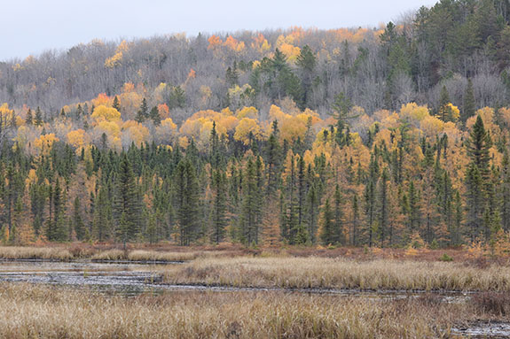 Image: Fall colour along Opeongo Road in Algonquin Park on October 24, 2025. (Click image to enlarge.)