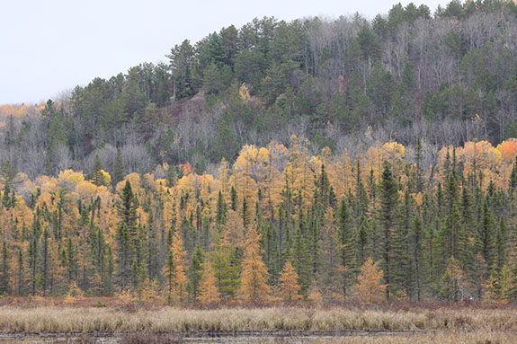 Image: Tamarack and remain poplar fall colour along Opeongo Road in Algonquin Park on October 24, 2025. (Click image to enlarge.)