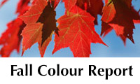Algonquin Park Fall Colour Report