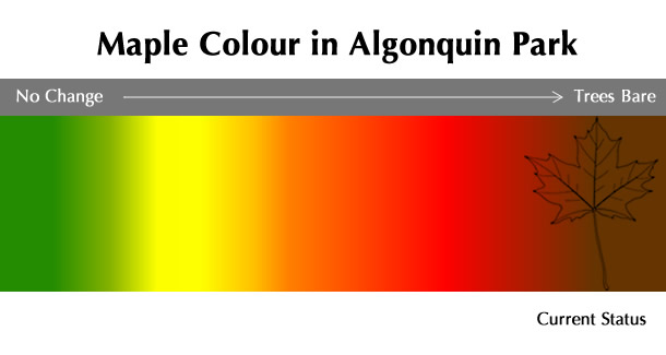 Current Maple Colour Status in Algonquin Park