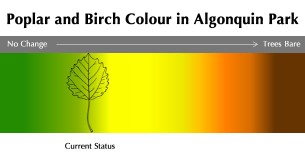 Current Poplar and Birch Colour Status in Algonquin Park
