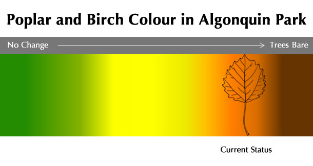 Current Poplar and Birch Colour Status in Algonquin Park