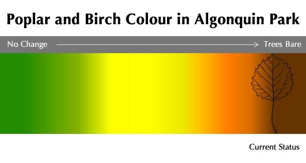 Current Poplar and Birch Colour Status in Algonquin Park