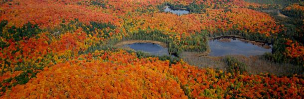 Fall colour in Algonquin Park