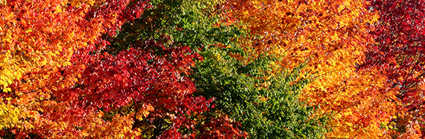 Fall Colour in Algonquin Park