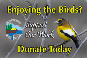 Live Garden Bird Watching Webcams