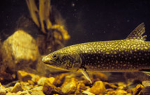 Lake Trout in Algonquin Provincial Park