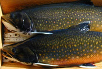 Brook Trout Fishing