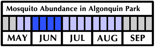 Mosquito Flight Period and Abundance in Algonquin Park