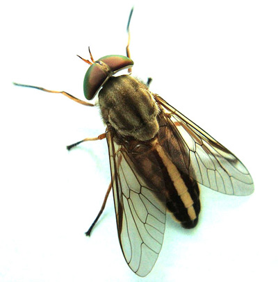 Horse Fly