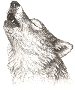 A Pair of Wolf Drawings • Young Writers Society