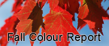 Algonquin Park Fall Autumn Colours Report Leaves Leaf