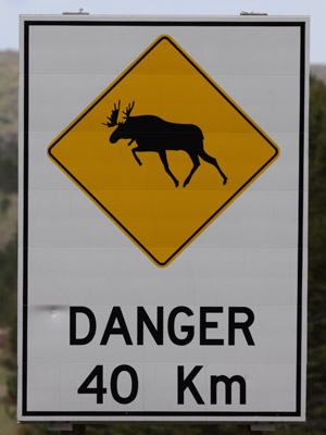 Moose Crossing Sign