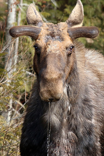 Bull Moose in Algonquin Park