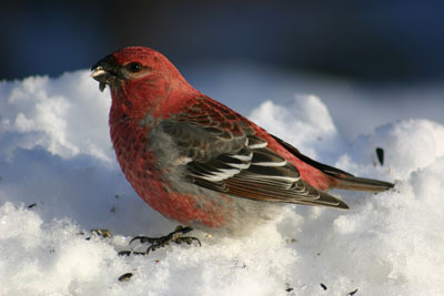 Pine Grosbeak