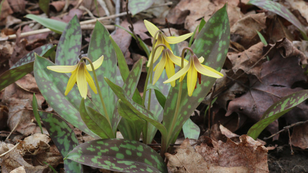 Trout-lily in Algonquin Park