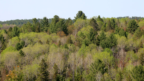 Spring in Algonquin Park