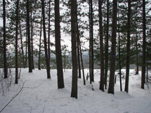 Lookout Trail