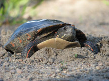Painted Turtle at Mizzy Lake Trail