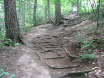 Whiskey Rapids Trail in Algonquin Park