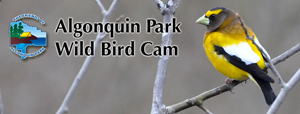 Algonquin Park Wild Bird Cam Live Stream!