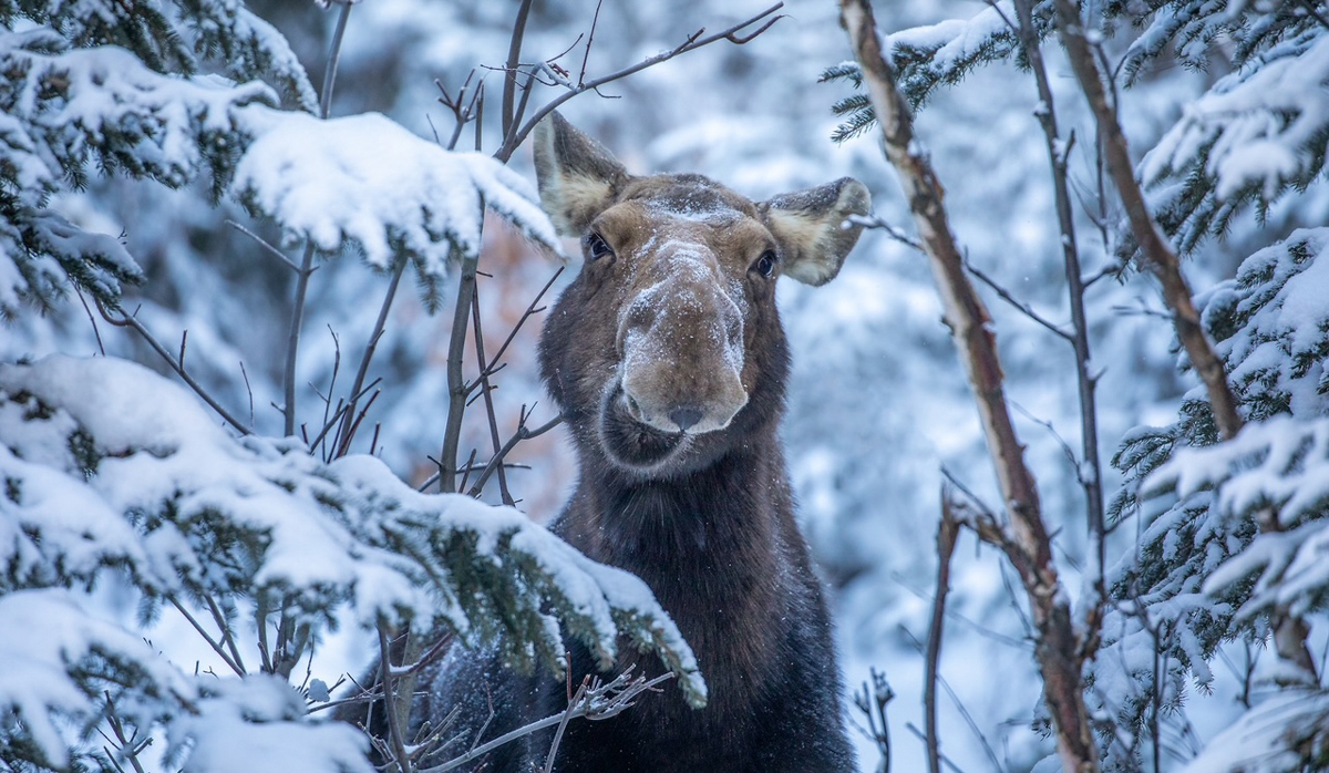 Moose in Algonquin Park during winter.