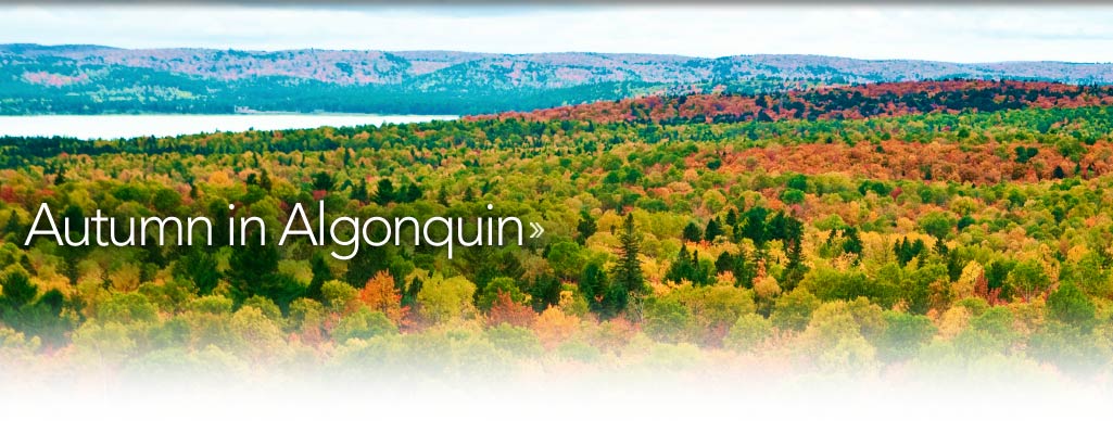 Fall in Algonquin Park