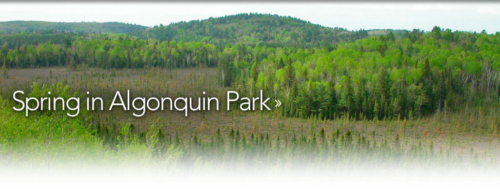 Spring in Algonquin Park