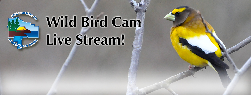 Algonquin Park Wild Bird Cam - Live Stream!